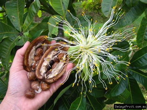 為什麼馬拉巴栗是您家中不可或缺的風水植物？